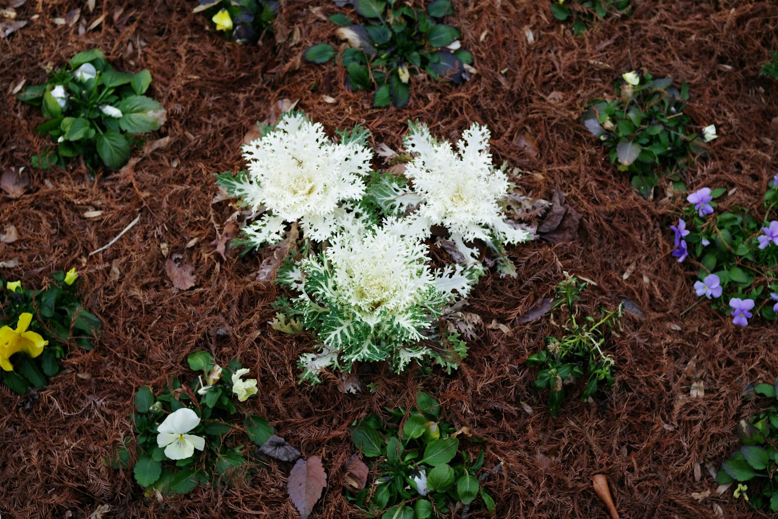 Front-yard bed mulched in dark hardwood with native salvia and lantana.